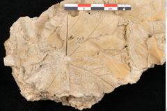 Foto (Detailansicht) von Acer pseudoplatanus L. (NHMW-GEO-2024-0188-11332)